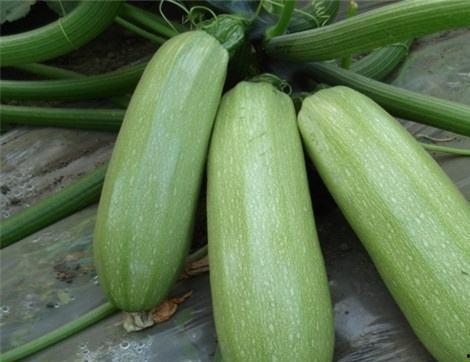 吃咸瓜有什么好处,吃咸瓜的五大益处揭秘