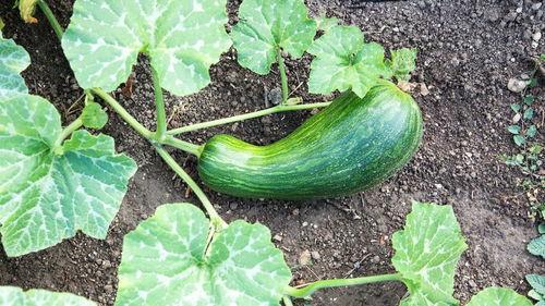 瓠瓜可以炒着吃,家常美味，营养满分