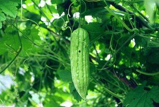 北方夏天天天吃瓜,天天吃瓜的夏日生活记