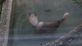 吃瓜狼新世界,探索吃瓜狼新世界的奇幻旅程