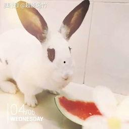 做个安静的吃瓜兔