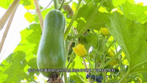 广东工行吃瓜,揭秘银行内部风波背后的真相