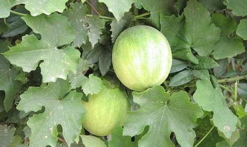 枸杞叶和茄瓜能一起吃吗