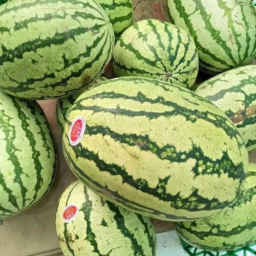 买了一个瓜吃瓜,夏日清凉尽享