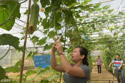 吃瓜夏日回忆,那些年我们一起度过的炎炎夏日