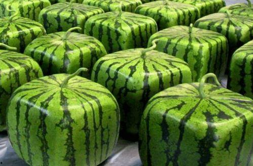 缅甸中国吃瓜,一场独特的“吃瓜”盛宴